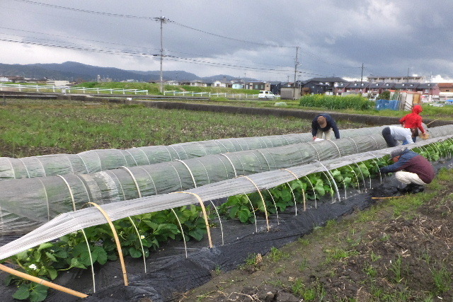 2023_0408奈良イチゴ0024.JPG