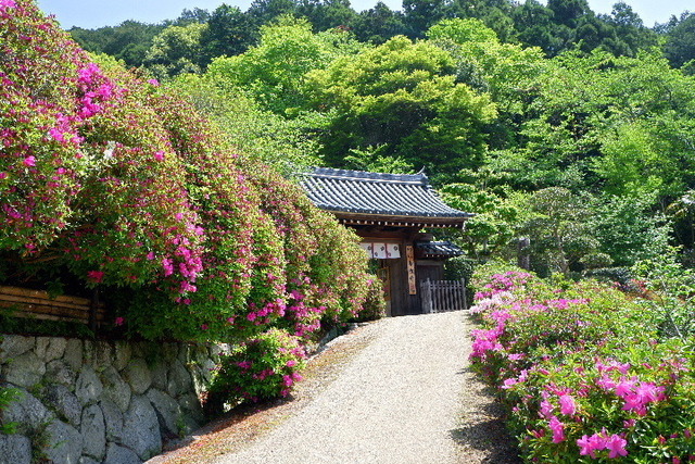 2023_0420４月２０日金剛寺　船0006.JPG