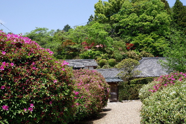 2023_0420４月２０日金剛寺　船0010.JPG