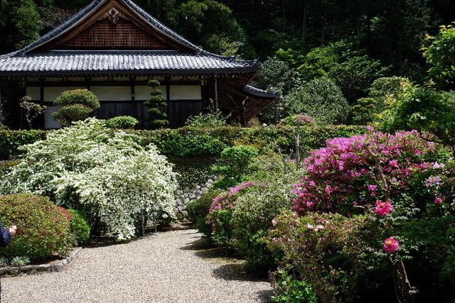 2023_0420４月２０日金剛寺　船0011.JPG