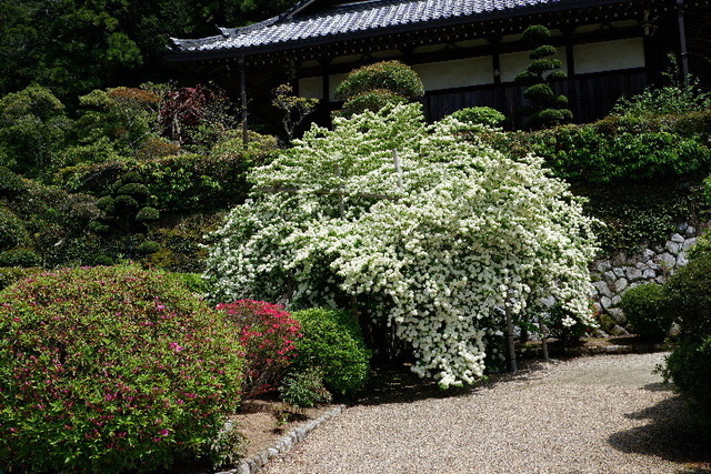2023_0420４月２０日金剛寺　船0015.JPG
