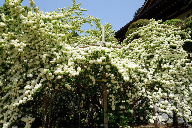 2023_0420４月２０日金剛寺　船0018.JPG