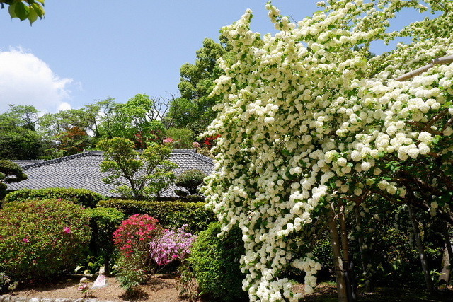 2023_0420４月２０日金剛寺　船0019.JPG