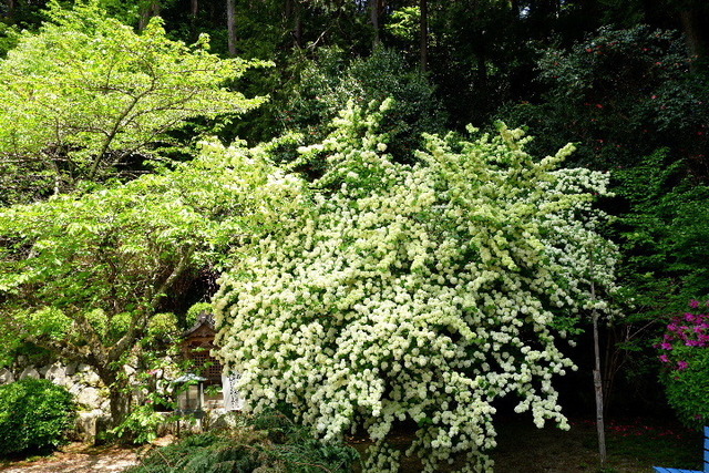 2023_0420４月２０日金剛寺　船0022.JPG