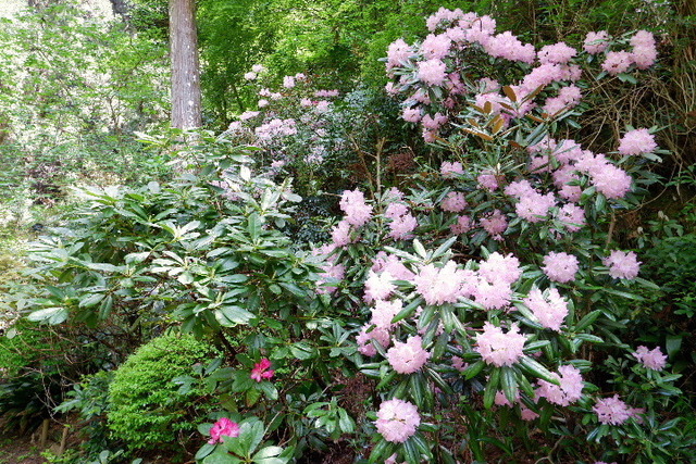 2023_0420４月２０日金剛寺　船0030.JPG