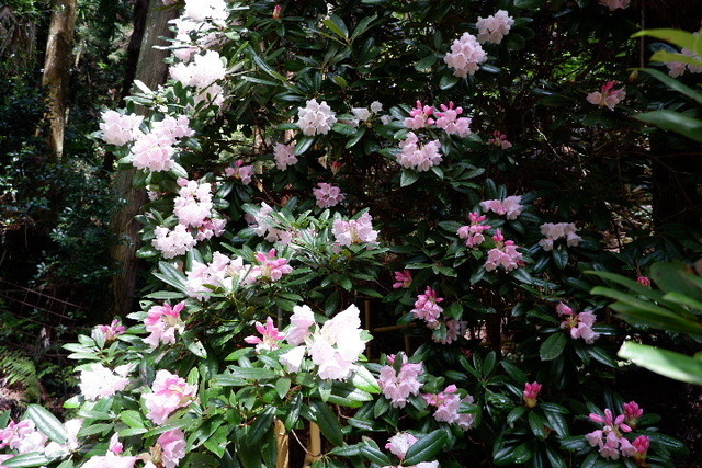 2023_0420４月２０日金剛寺　船0042.JPG