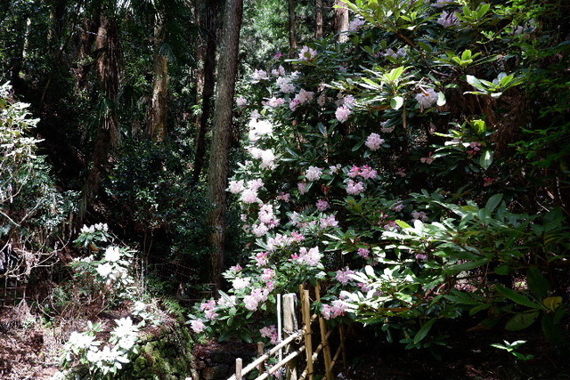 2023_0420４月２０日金剛寺　船0047.JPG