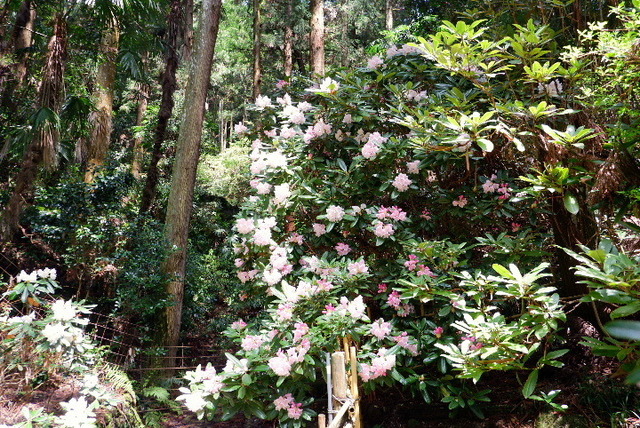 2023_0420４月２０日金剛寺　船0053.JPG