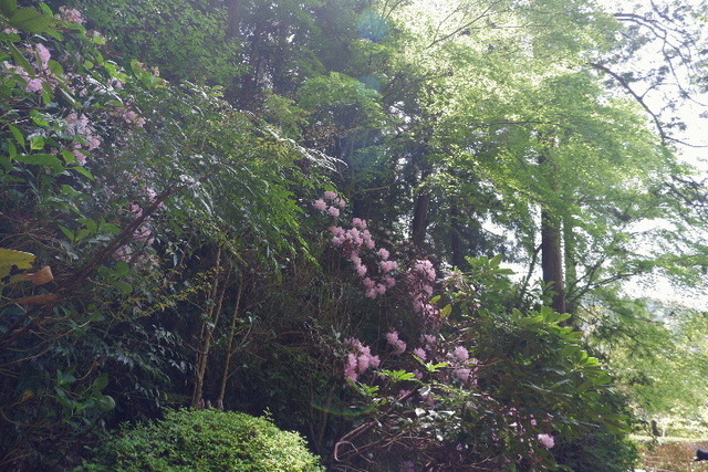 2023_0420４月２０日金剛寺　船0056.JPG