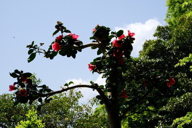 2023_0420４月２０日金剛寺　船0058.JPG