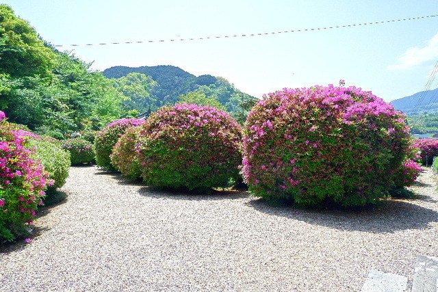 2023_0420４月２０日金剛寺　船0074.JPG