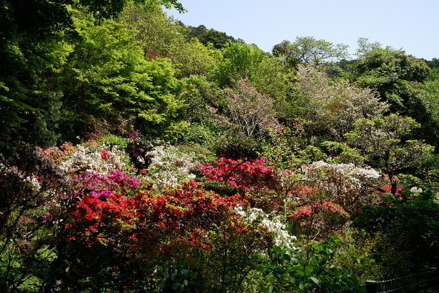2023_0420４月２０日金剛寺　船0083.JPG