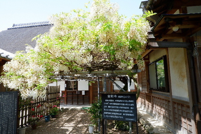 2023_0420４月２０日金剛寺　船0089.JPG