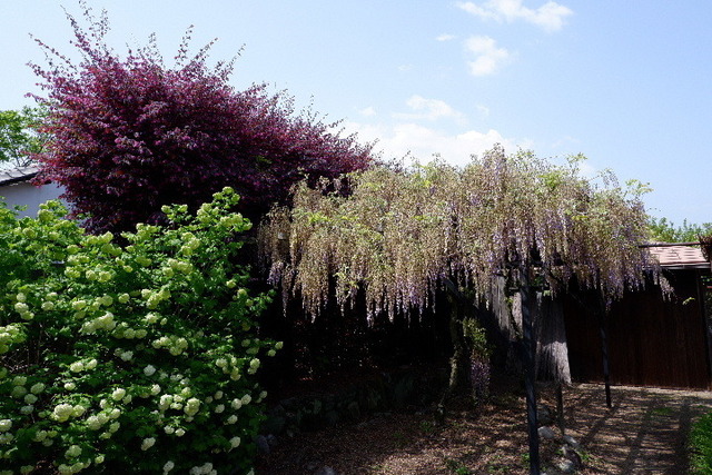 2023_0420４月２０日金剛寺　船0110.JPG