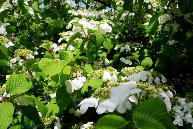 2023_0420４月２０日金剛寺　船0113.JPG