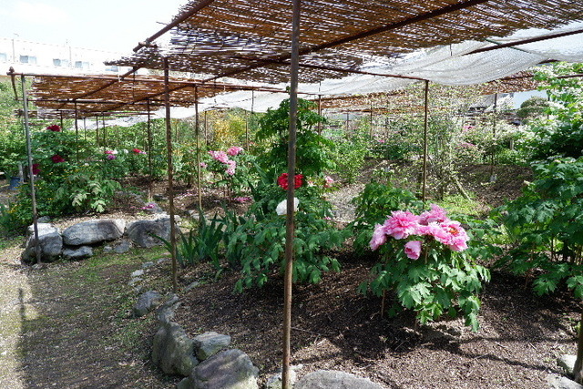 2023_0420４月２０日金剛寺　船0114.JPG
