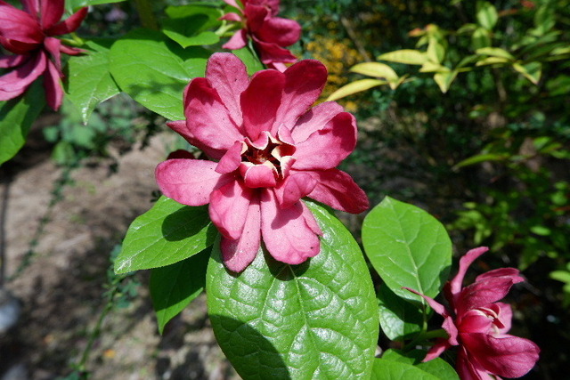 2023_0420４月２０日金剛寺　船0120.JPG