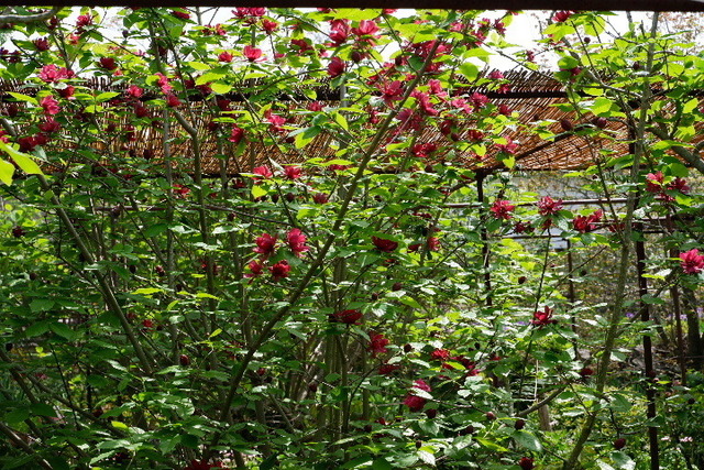 2023_0420４月２０日金剛寺　船0131.JPG