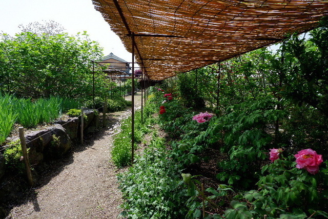 2023_0420４月２０日金剛寺　船0134.JPG