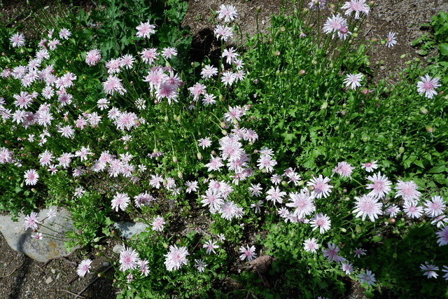 2023_0420４月２０日金剛寺　船0135.JPG