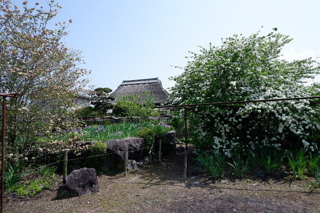 2023_0420４月２０日金剛寺　船0137.JPG