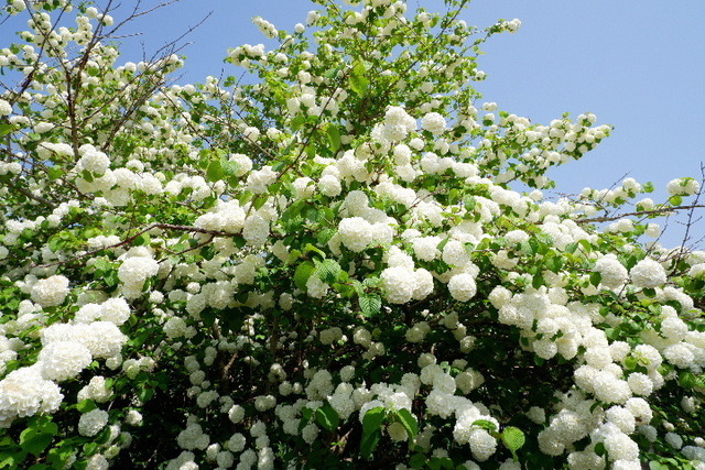 2023_0420４月２０日金剛寺　船0142.JPG