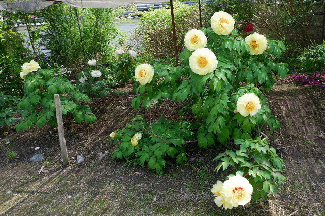 2023_0420４月２０日金剛寺　船0145.JPG