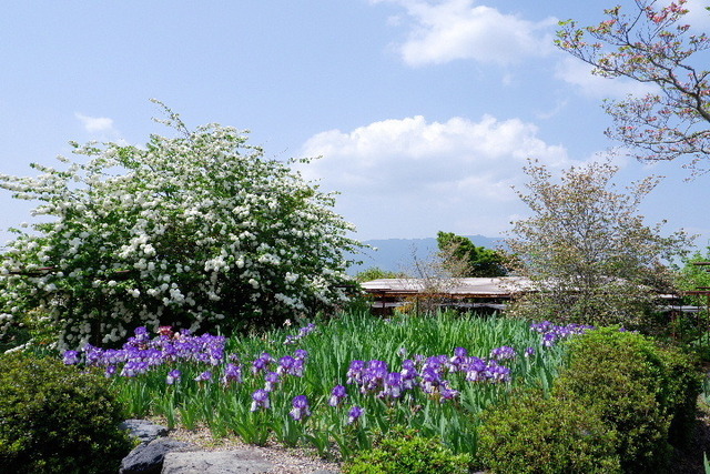 2023_0420４月２０日金剛寺　船0150.JPG