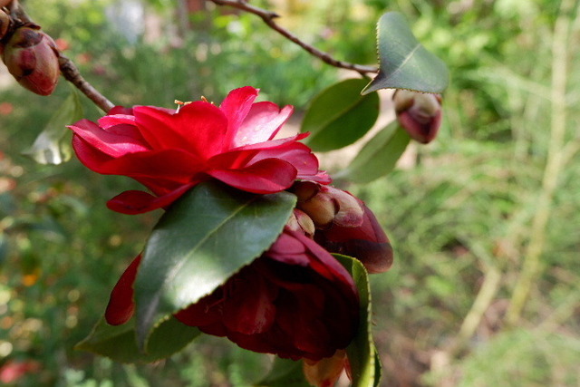 2023_0420４月２０日金剛寺　船0155.JPG