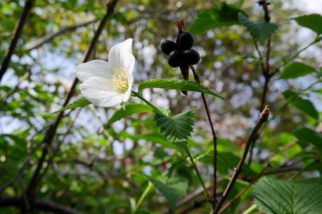 2023_0420４月２０日金剛寺　船0162.JPG