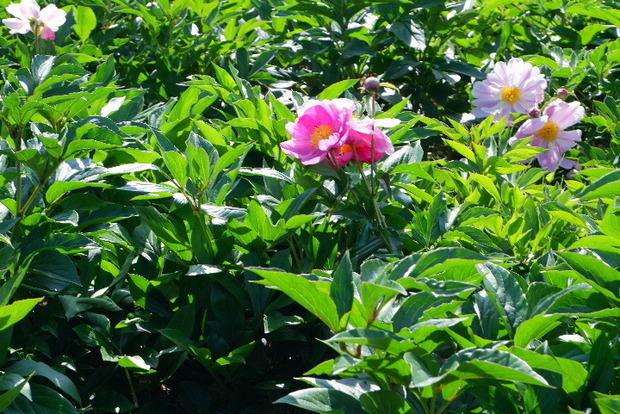 2023_0516５月１６日芍薬　蕨0017.JPG