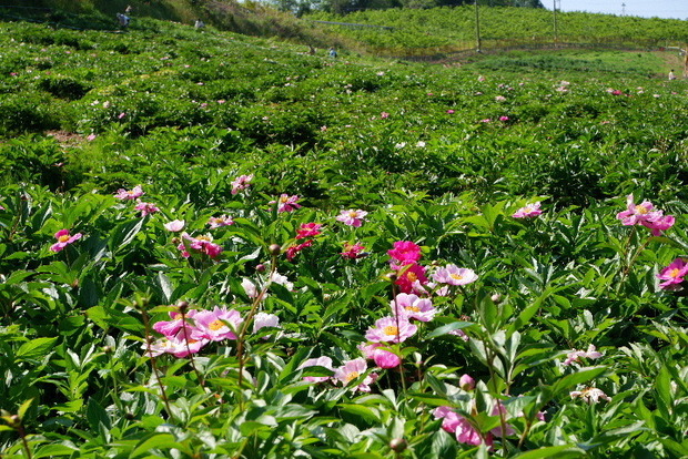 2023_0516５月１６日芍薬　蕨0020.JPG