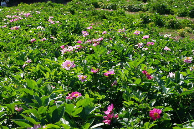 2023_0516５月１６日芍薬　蕨0027.JPG