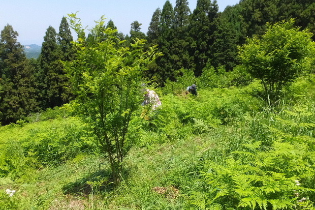 2023_0516５月１６日芍薬　蕨20002.JPG