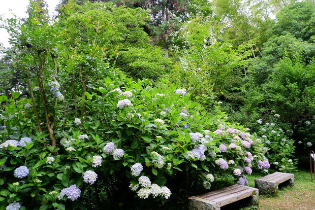 2023_0613６月１３日　岩船寺　0065.JPG