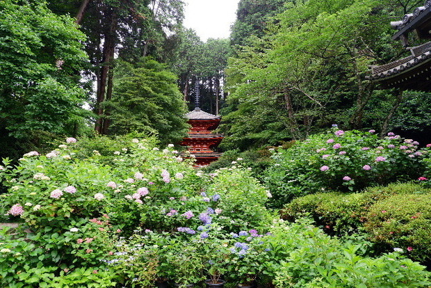 2023_0613６月１３日　岩船寺　0080.JPG