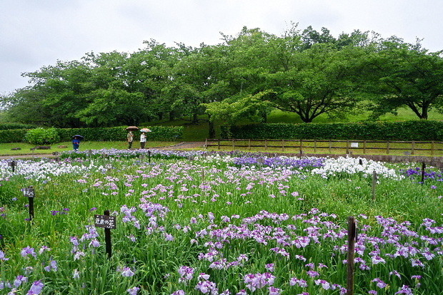 2023_0615６月１５日　馬見紫陽0016.JPG