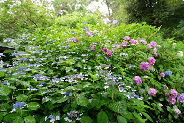 2023_0615６月１５日　馬見紫陽0045.JPG