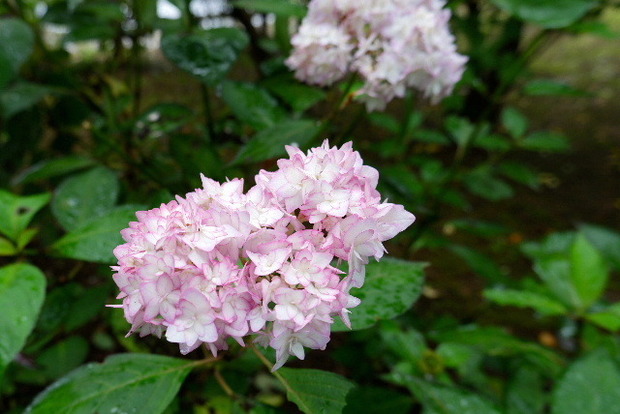 2023_0615６月１５日　馬見紫陽0063.JPG