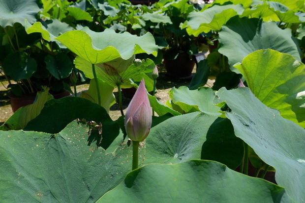 2023_0704７月４日一身田　津0030.JPG