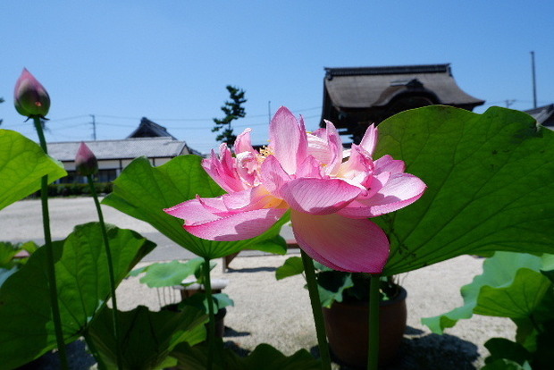 2023_0704７月４日一身田　津0031.JPG