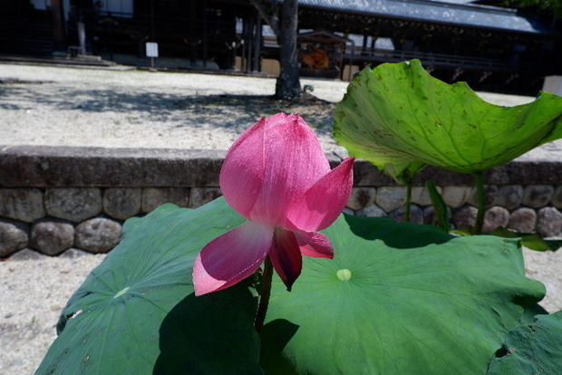2023_0704７月４日一身田　津0032.JPG