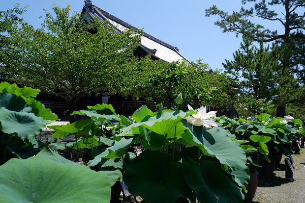 2023_0704７月４日一身田　津0040.JPG