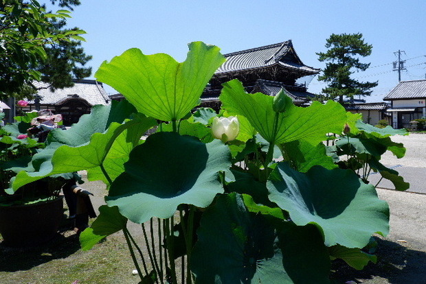 2023_0704７月４日一身田　津0044.JPG