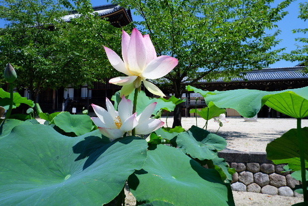 2023_0704７月４日一身田　津0045.JPG