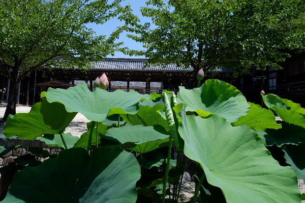 2023_0704７月４日一身田　津0046.JPG