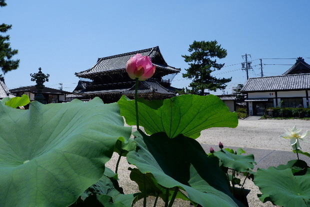 2023_0704７月４日一身田　津0047.JPG