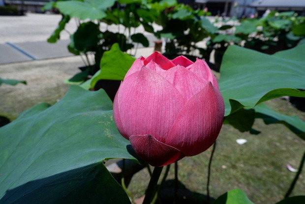 2023_0704７月４日一身田　津0048.JPG