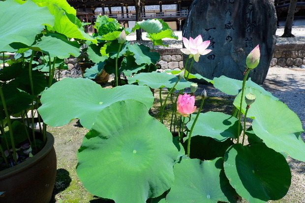 2023_0704７月４日一身田　津0049.JPG