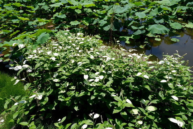 2023_0704７月４日一身田　津0055.JPG